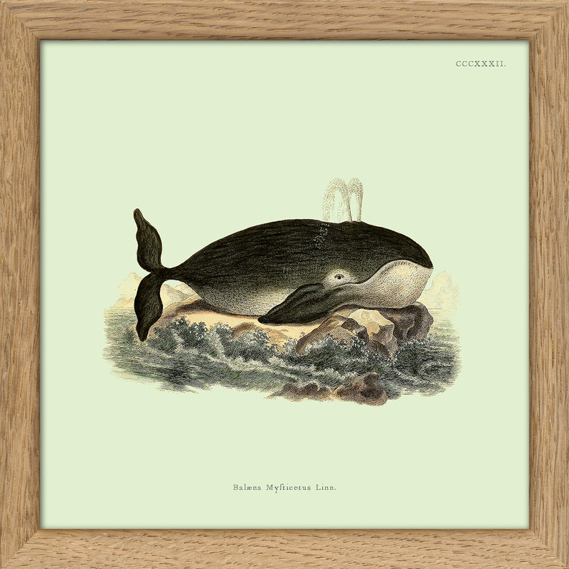 Whale. Print #SQ5009