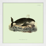 Whale. Print #SQ5009