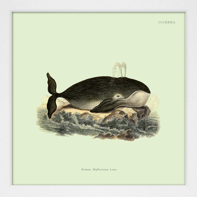 Whale. Print #SQ5009