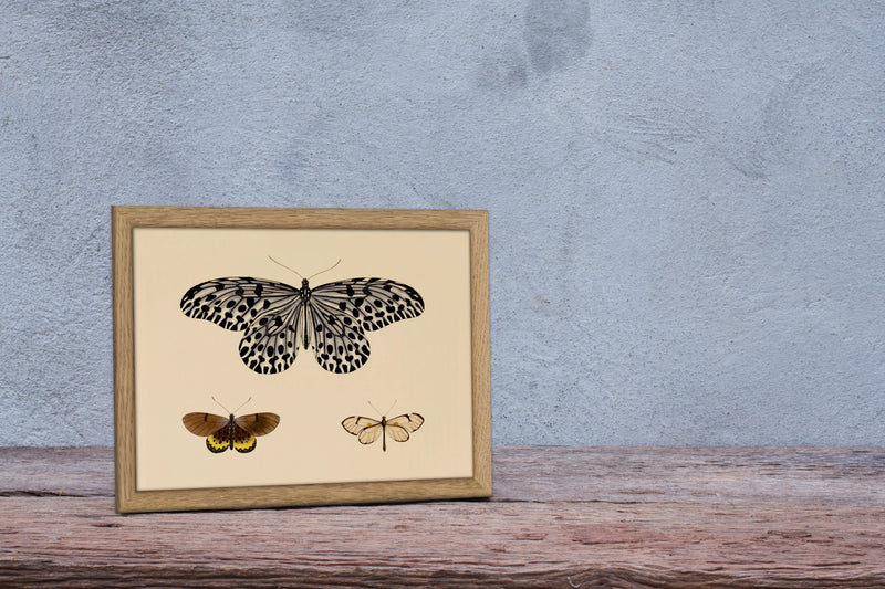 Three Butterflies. Mini Print