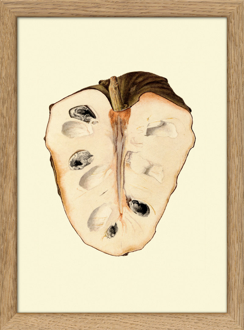 Cherimoya mini open
