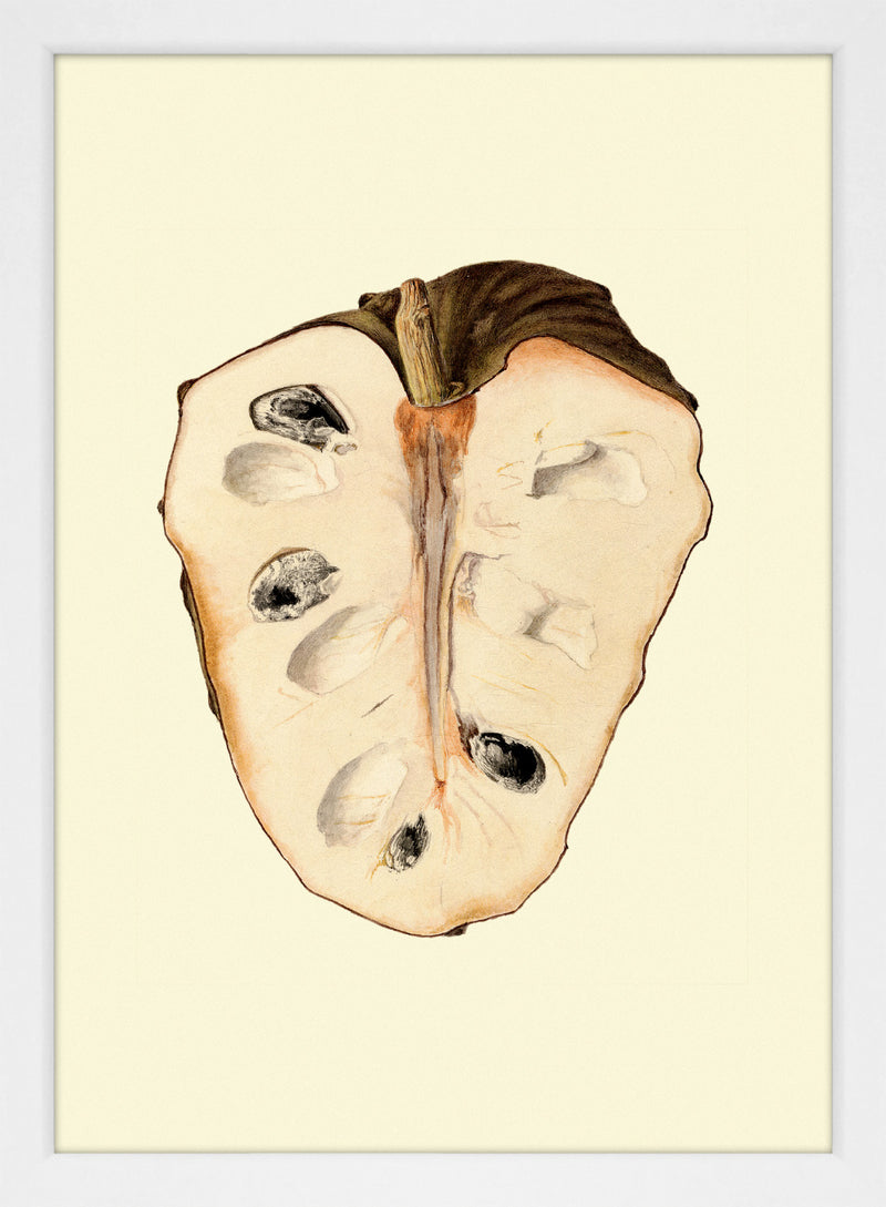 Cherimoya mini open
