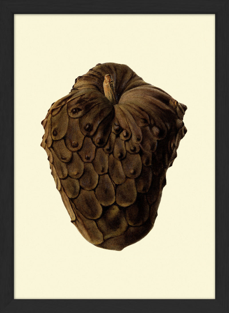Cherimoya Closed Close Up. Mini Print