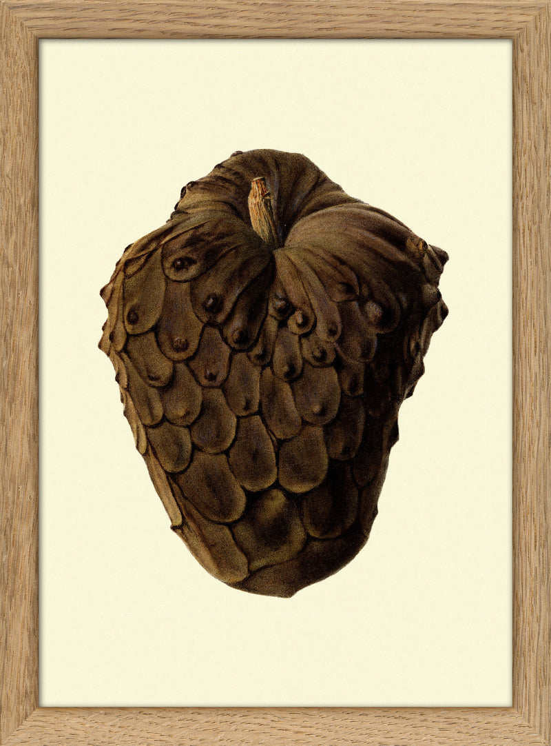 Cherimoya Closed Close Up. Mini Print