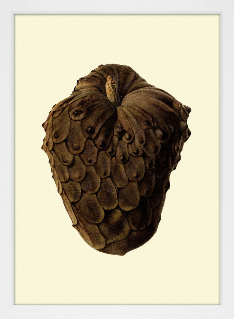 Cherimoya Closed Close Up. Mini Print