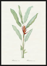 Helicona Humilis