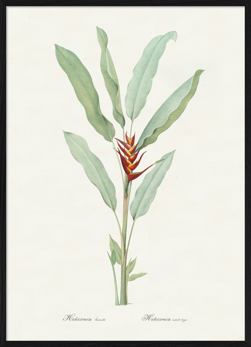 Helicona Humilis