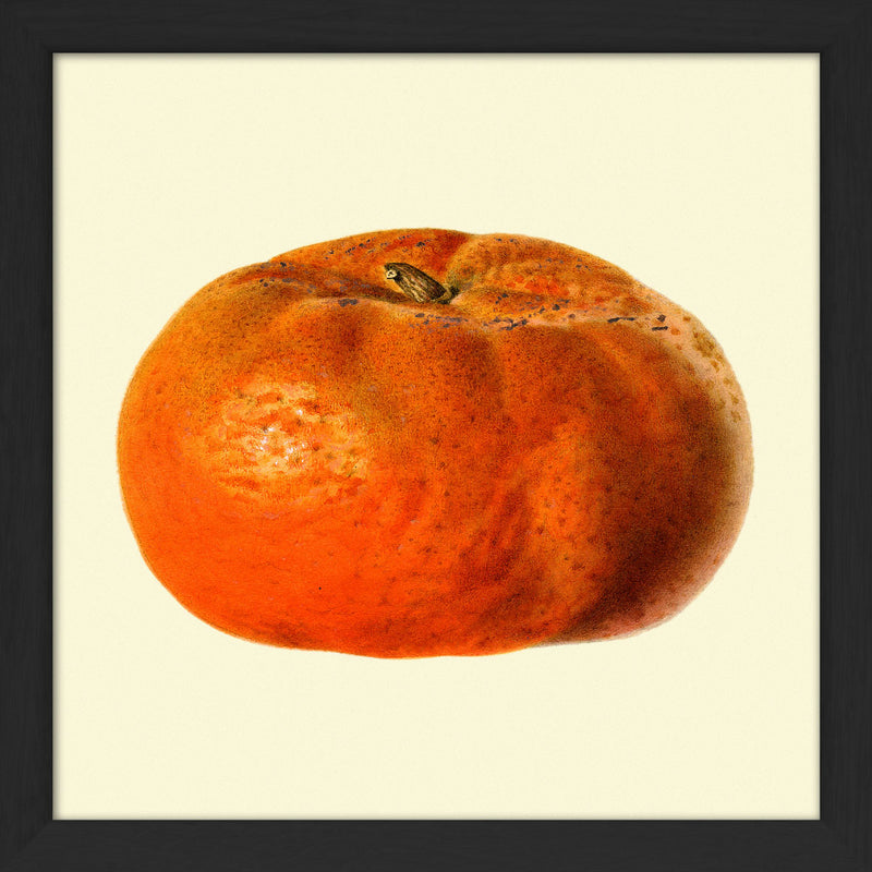Mandarine mini closed