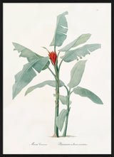 Musa Coccinea